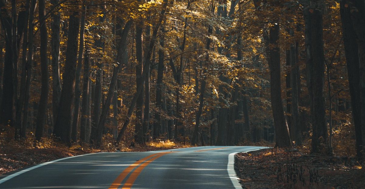 asphalt forest road trees woods woodlands street highway landscape nature lane outdoors travel