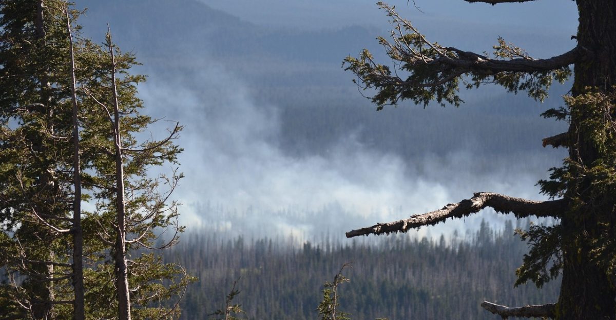 wild fire forest fire oregon forest fire wild natural destruction nature smoke wildfire wilderness emergency natrual hot risk ground wood fire damage season disaster country dark destroy dry environment burnt flame heat outdoors danger cover damage black tree gray blue fire blue smoke blue emergency wild fire forest fire wildfire wildfire wildfire wildfire wildfire natrual natrual natrual natrual