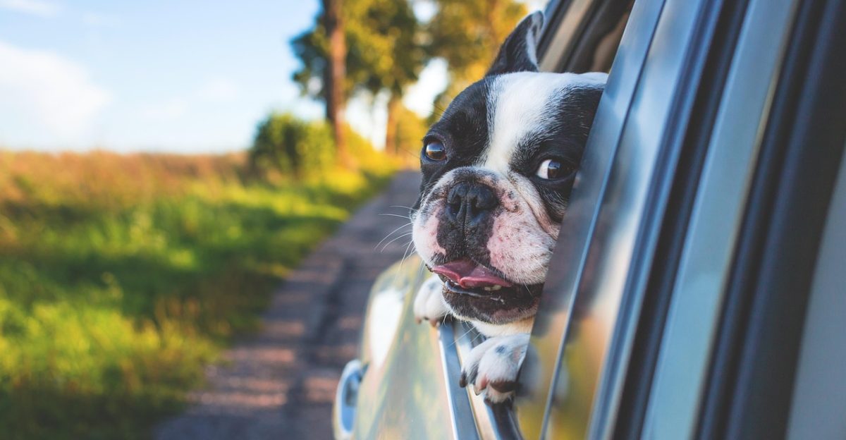 dog nature pet car window drive road trip car wallpapers animal bulldog canine car window portrait mammal dog portrait