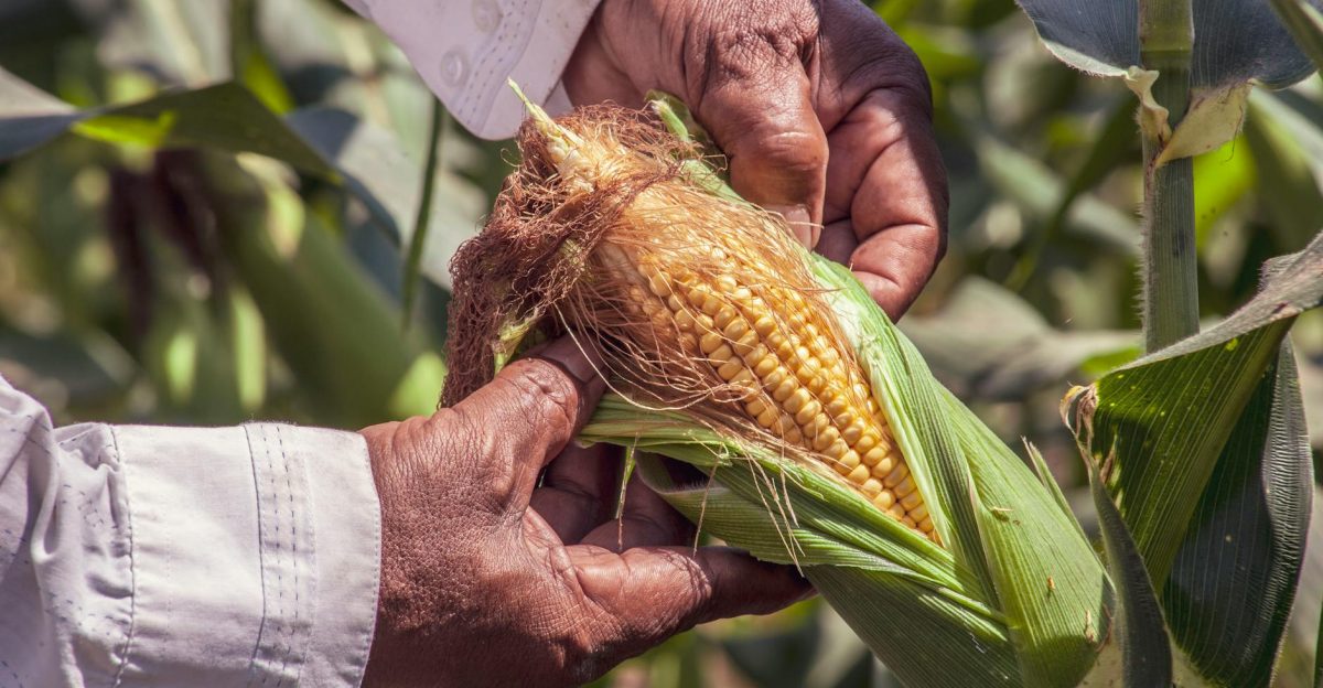 Close-up of a farmer inspecting fresh corn on the cob in a Colombian field