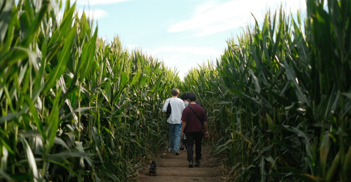 two people are walking through a corn field